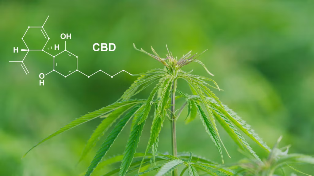 diferencias del cbd